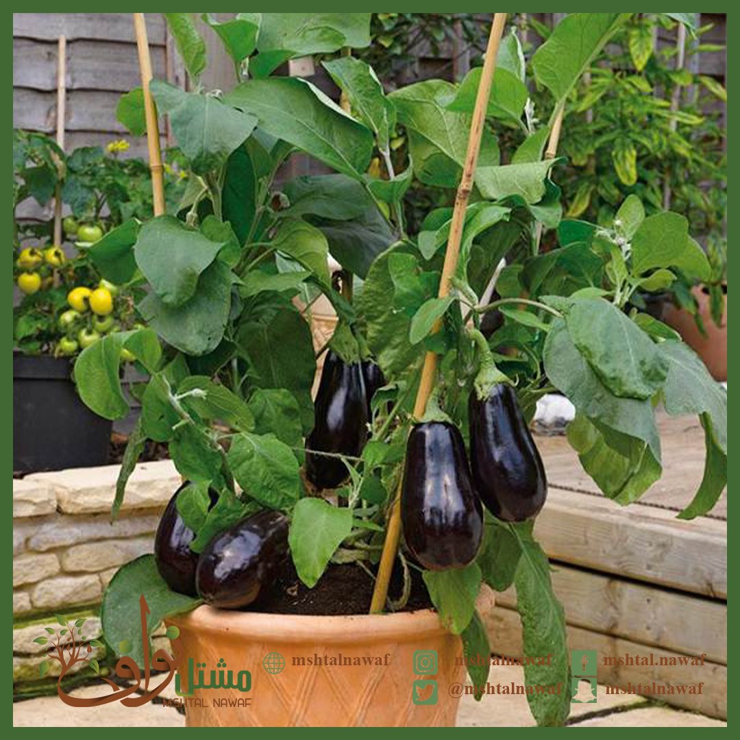 توريد شتلات باذنجان من مشتل نواف
